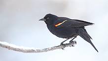 2020 05 12_pcb_6580_modifié-1.jpg